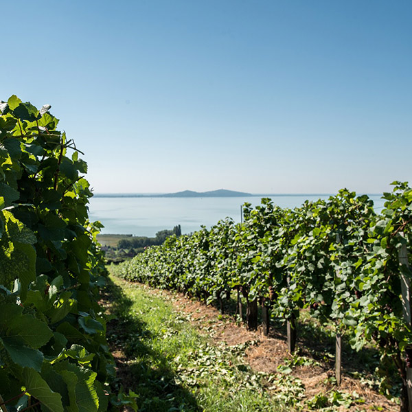 Balaton